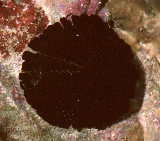 Colobocentrotus mertensii